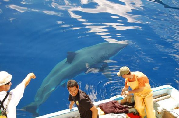 México, el reino del gran tiburón blanco imagen