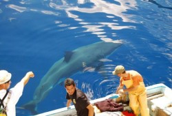México, el reino del gran tiburón blanco
